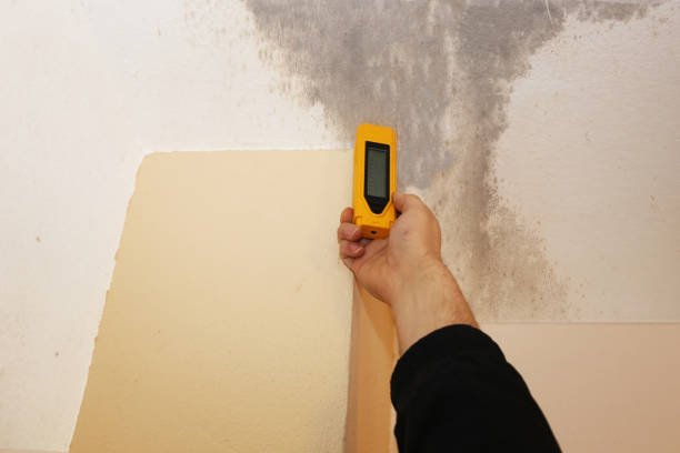 Best Forensic Mold Investigation  in Salem, NJ