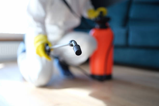 Best Black Mold Removal  in Salem, NJ