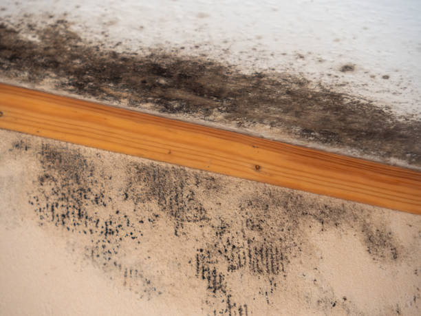 Dehumidification Services in Salem, NJ