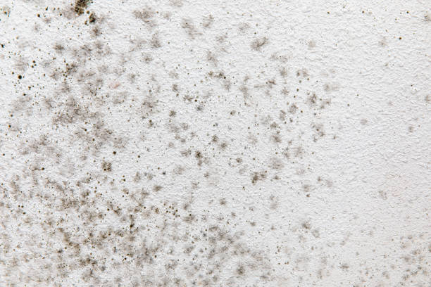 Salem, NJ Mold Removal Company