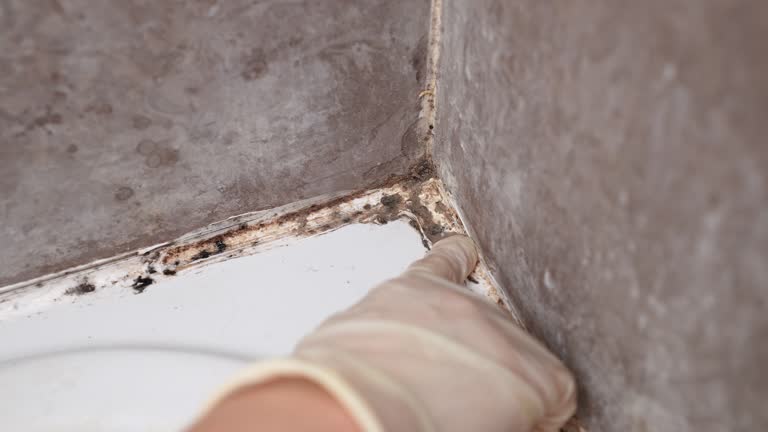 Best Residential Mold Inspection & Testing  in Salem, NJ